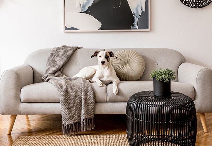 dog on couch dog on couch